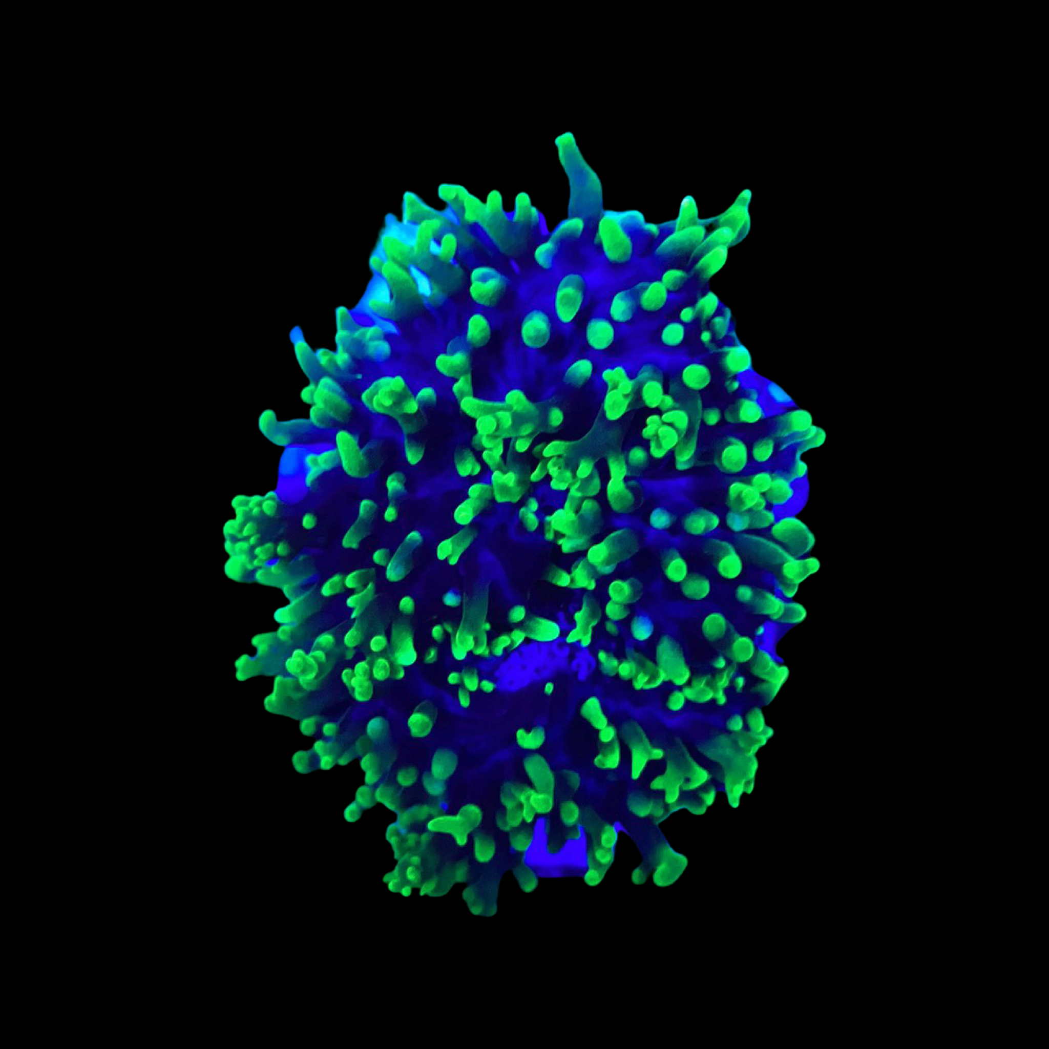 Green Hairy Mushroom