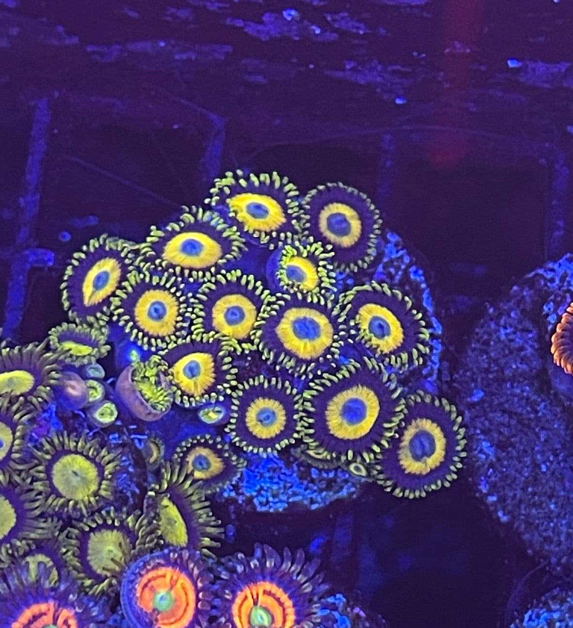 scrambled egg zoanthid frag with bright yellow center

aquacultured scrambled egg zoas from TSM Aquatics

3-polyp scrambled egg zoanthid coral for reef tank

pest-free scrambled egg zoa colony close-up