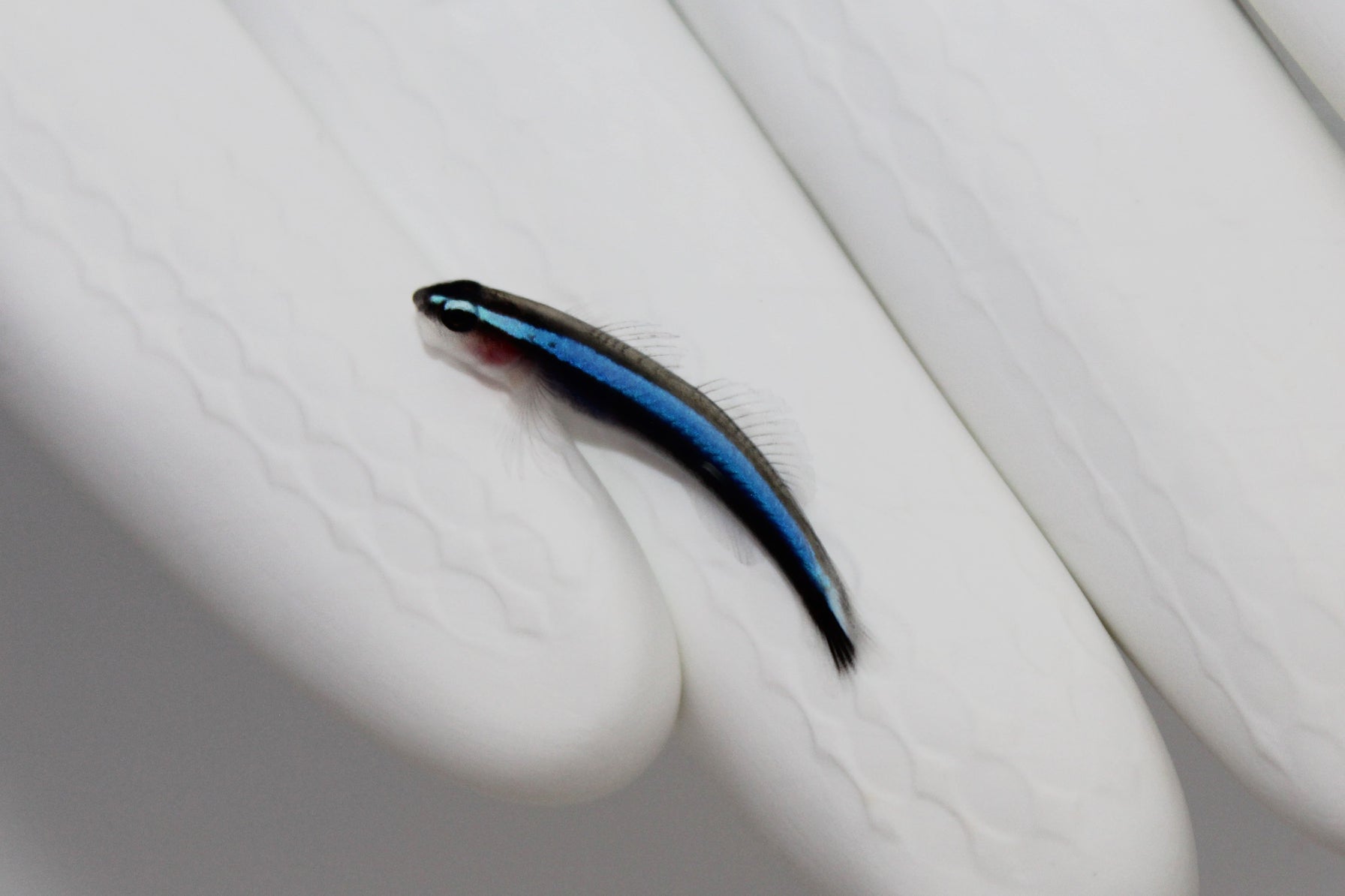 Blue Neon Goby Captive Bred