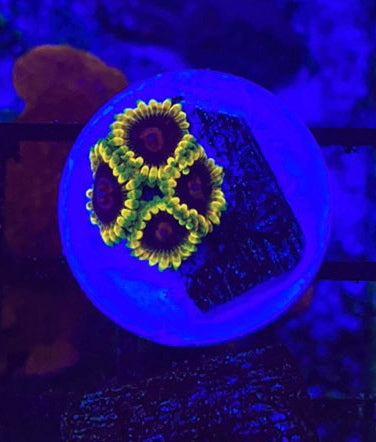 Mind Tricks (Designer)