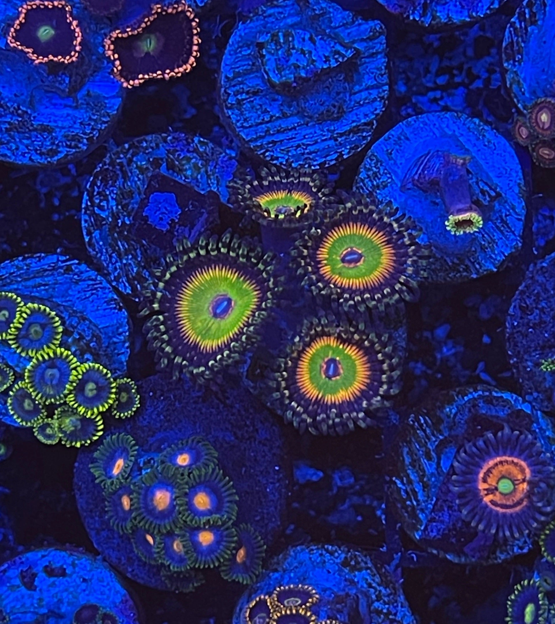 Hyperjubilee/Money Shots (Designer)