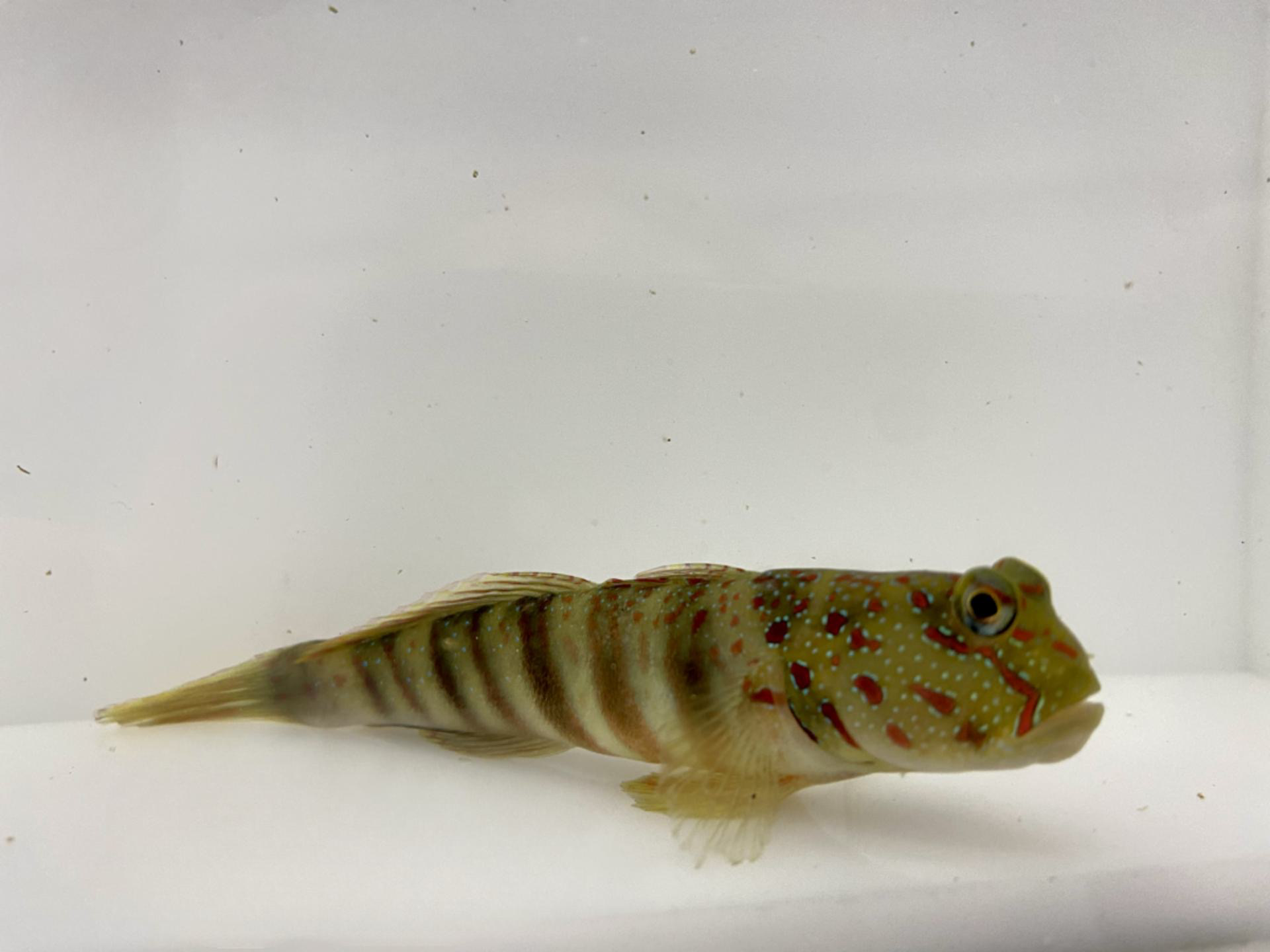 Pink-speckled shrimpgoby(Cryptocentrus leptocephalus)