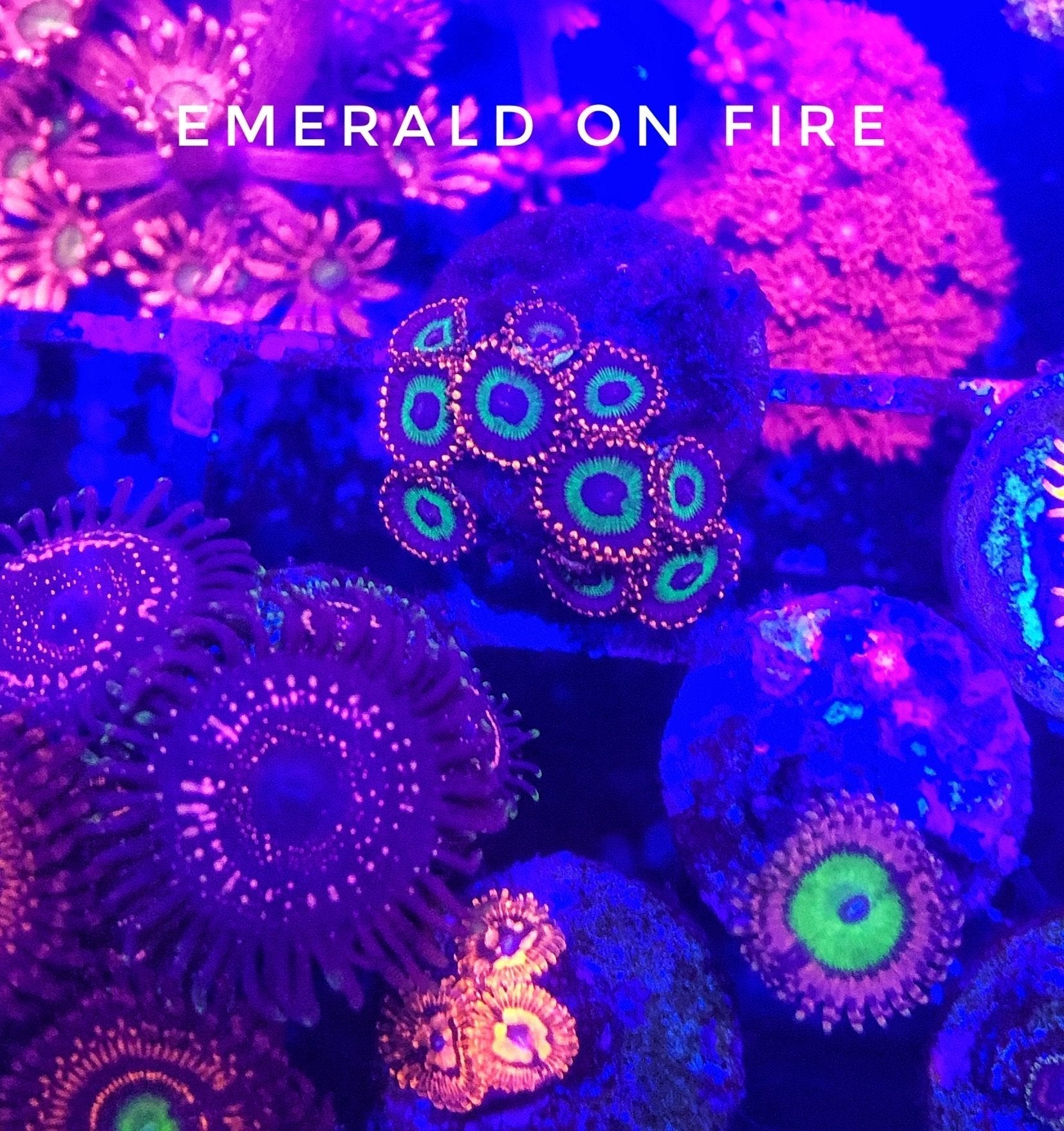 Emerald on Fire / Vegas Strips (Designer)