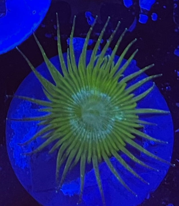 NYRA Bunchut Paly (Designer)