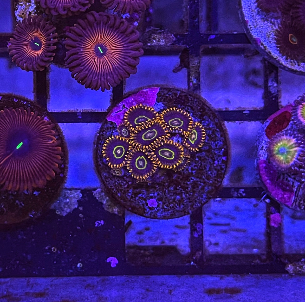 The RobRom Zoa Collection