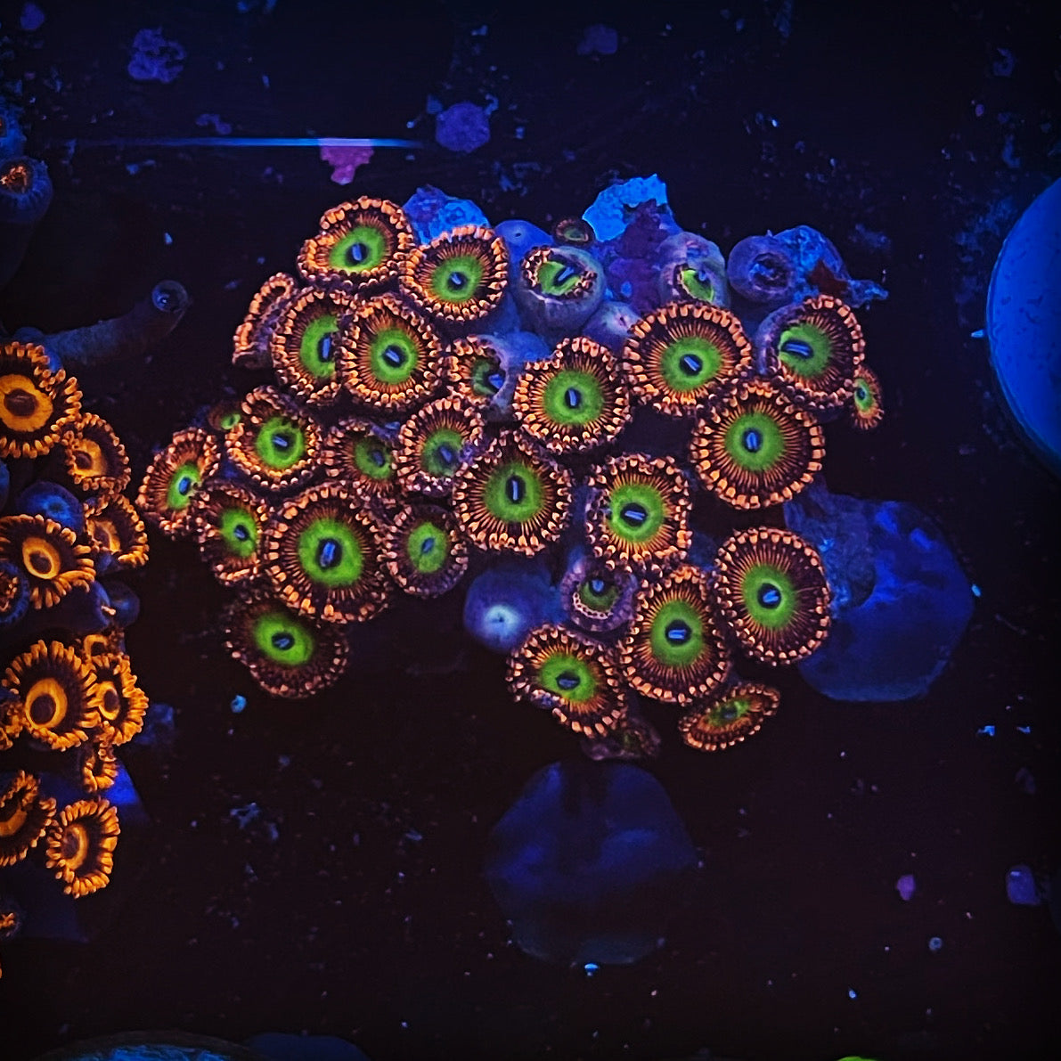 Bowsers/CARS (Designer)