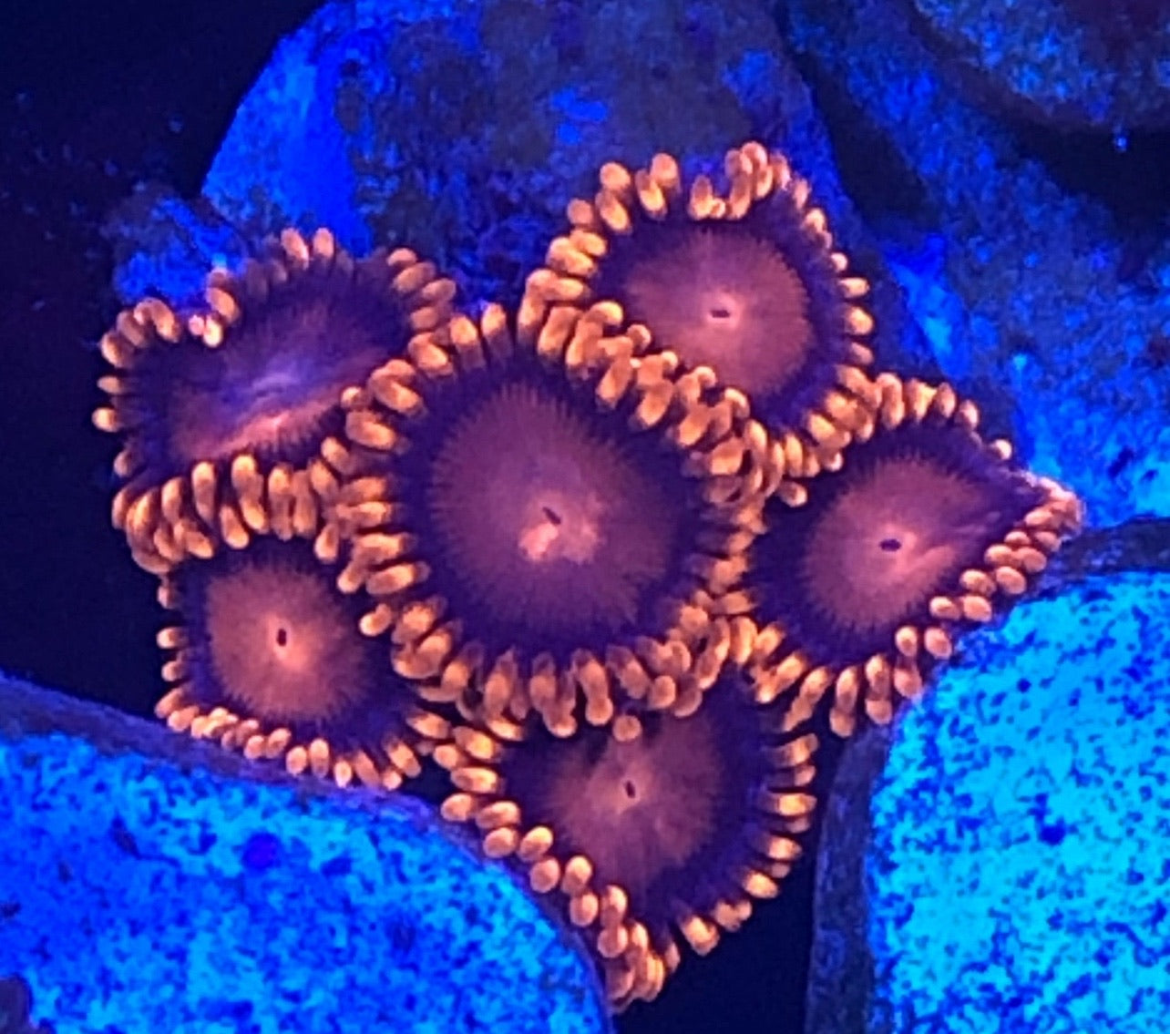 Orange Bam Bam (Large 8-10 Polyps)