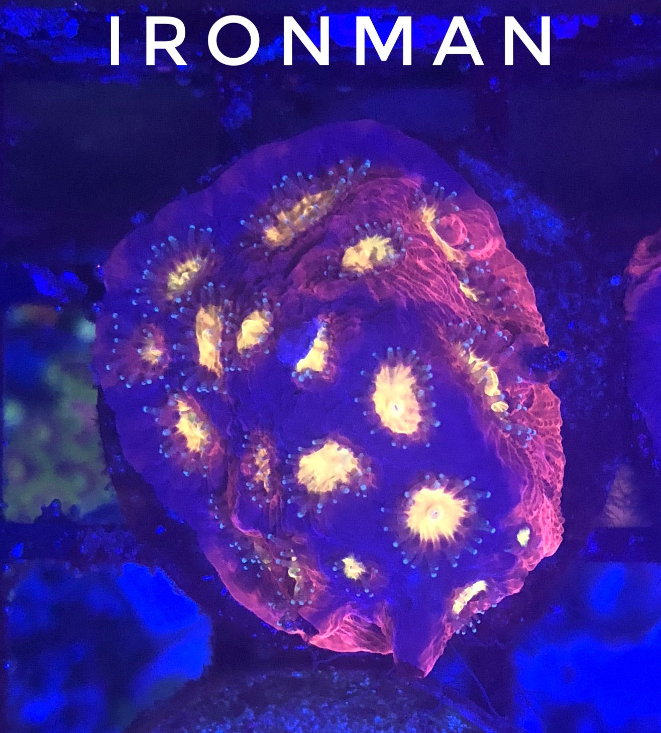 Ironman Favia