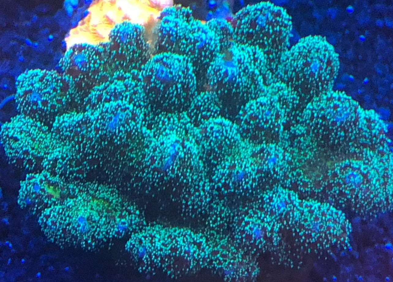 Green Stylopora
