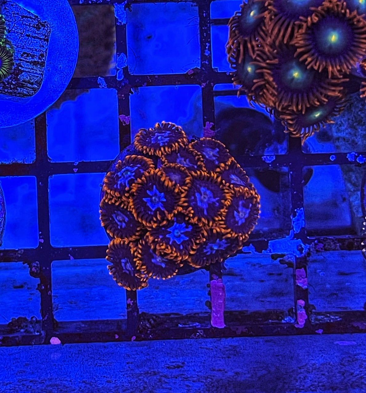 X Men (Large Frag 8-10 Polyps)