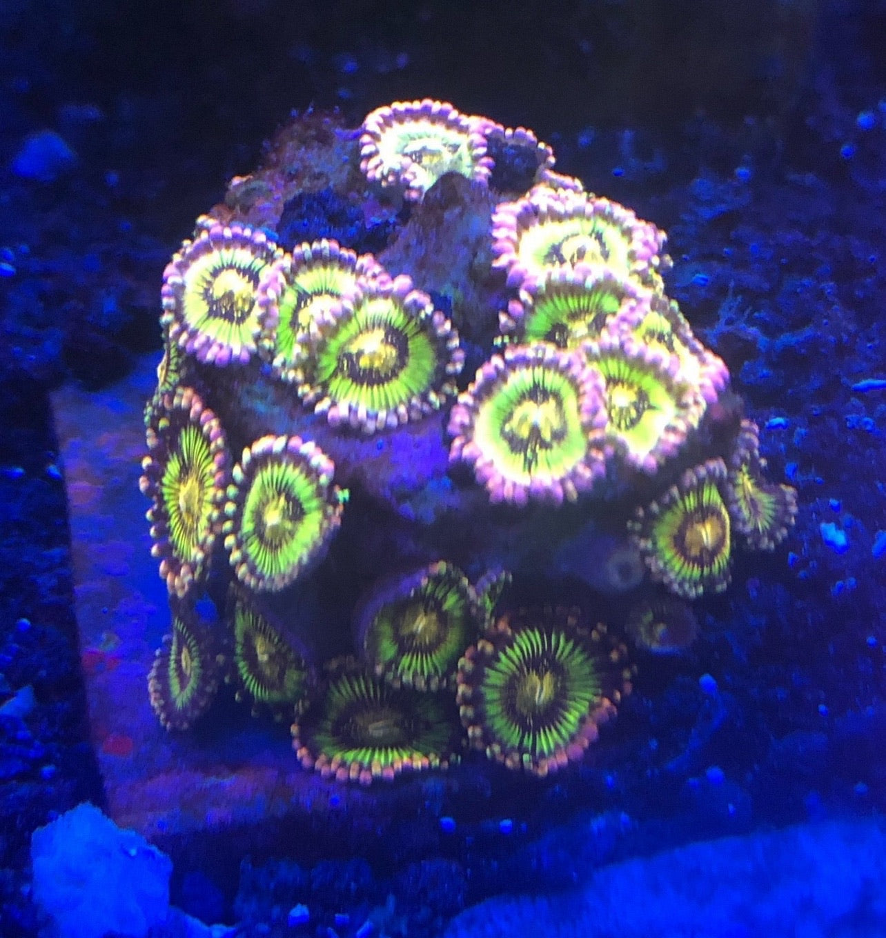 Banana Muncher (Designer)