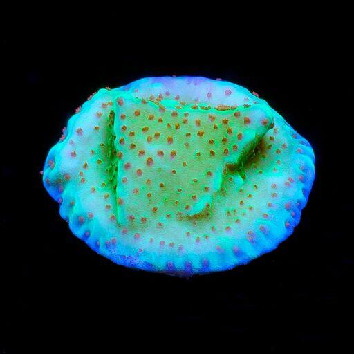 Jedi Mindtrick Montipora