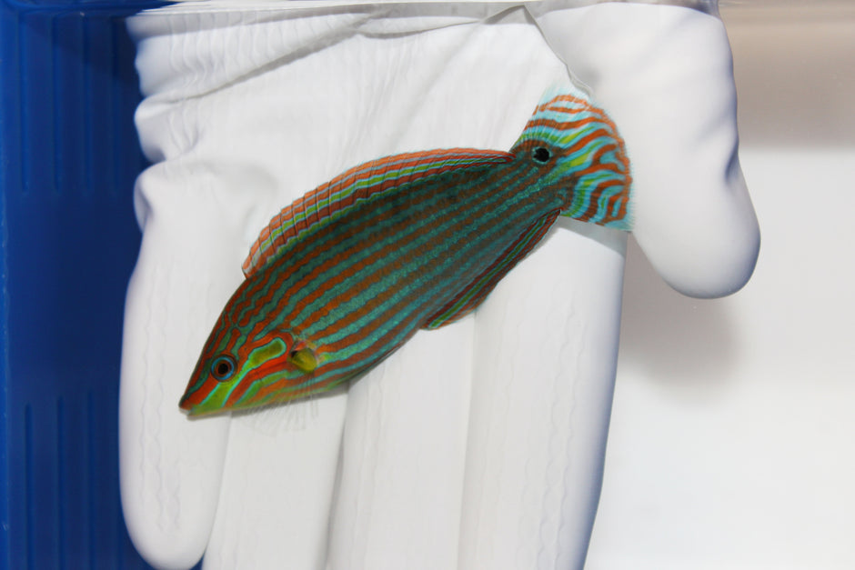 Pre-Order Saltwater Fish for Sale – Quarantined Marine Fish | TSM Aquatics