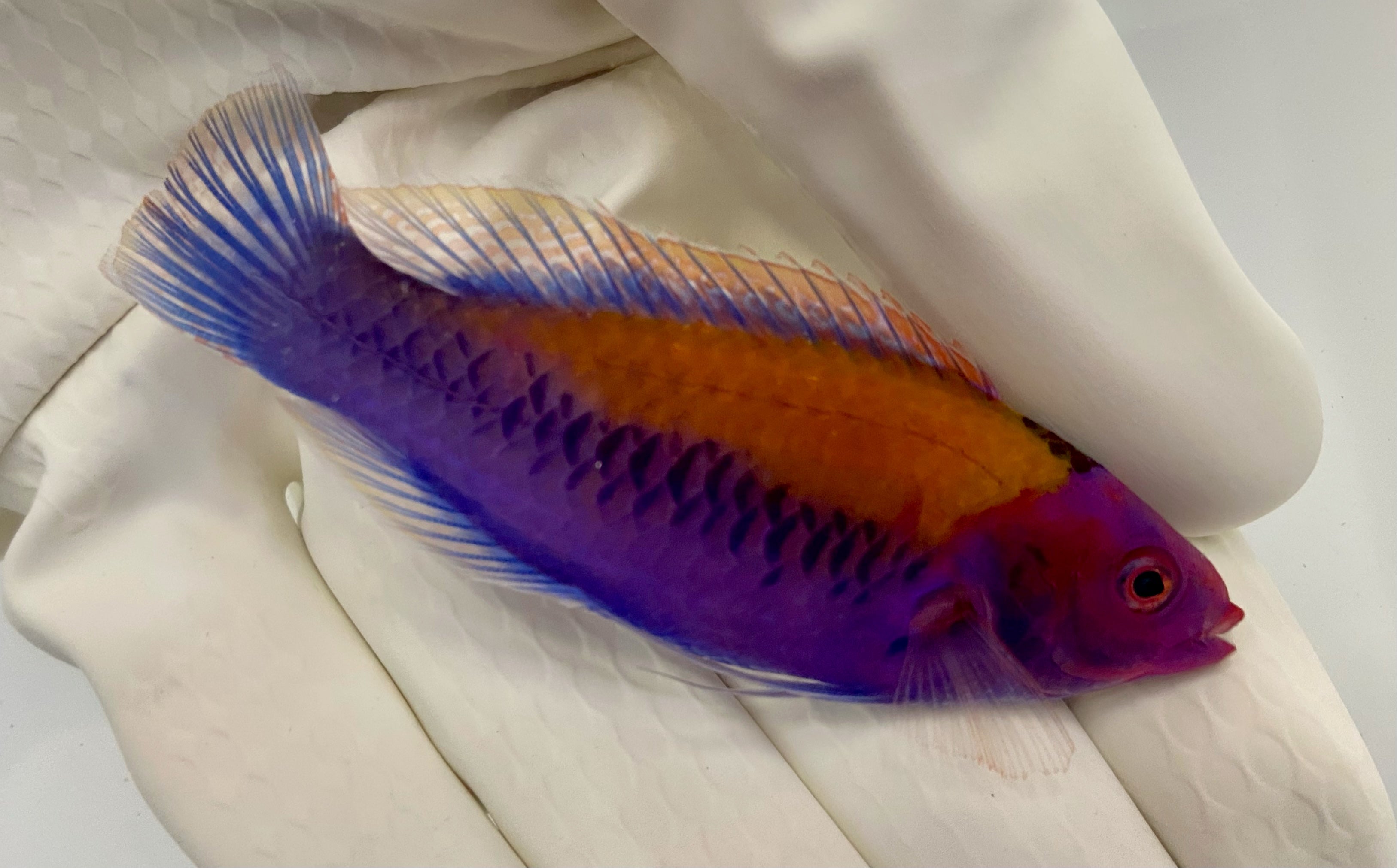 Orange Back Fairy Wrasse (Cirrhilabrus aurantidorsalis)10/5-10/10(14 Day QT)