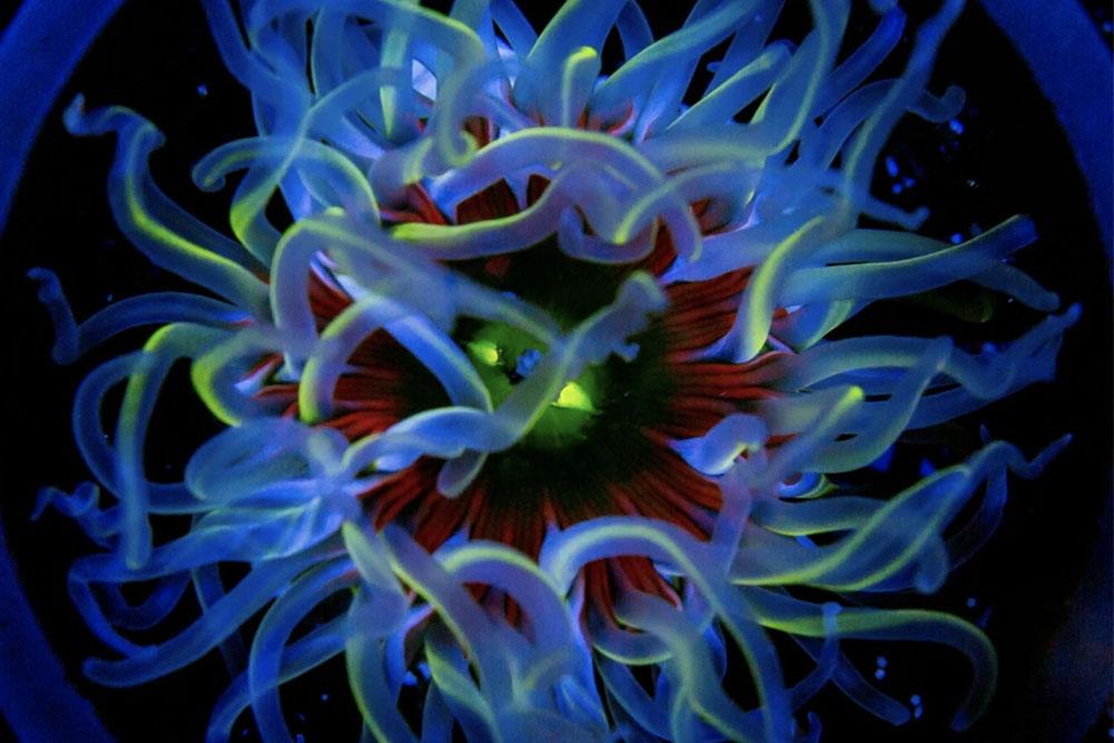 Rainbow Bottom Anemone