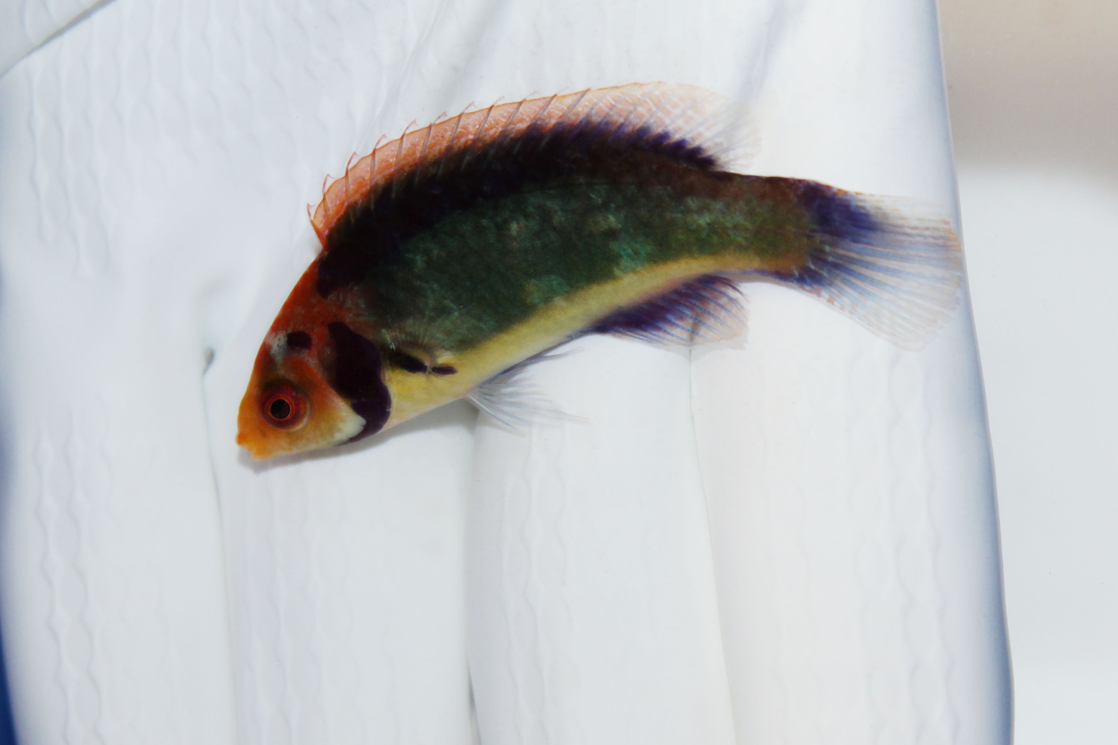 Solar Fairy Wrasse (Cirrhilabrus solorensis)10/16(Pre-order)