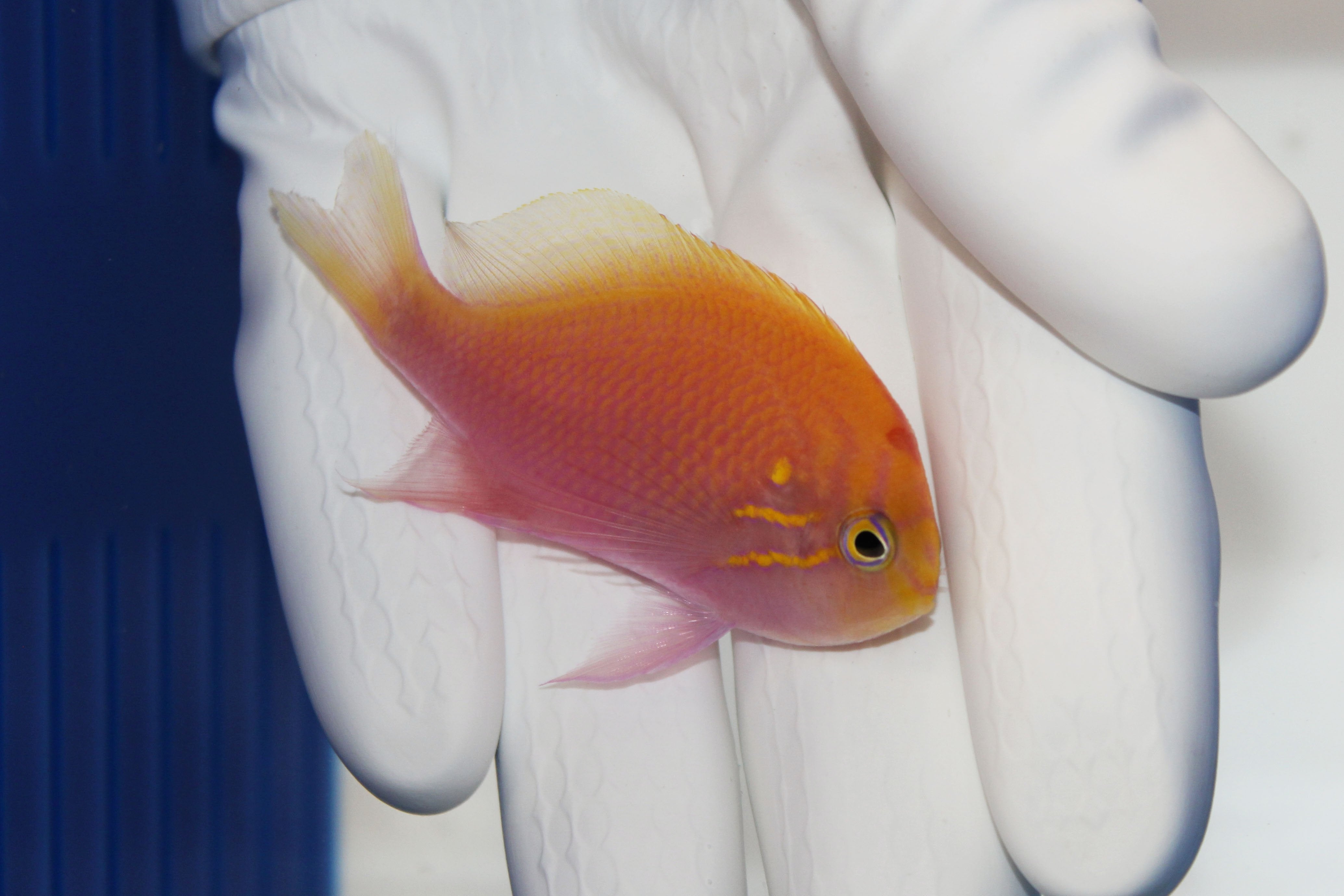Sunburst Anthias (Serranocirrhitus latus)