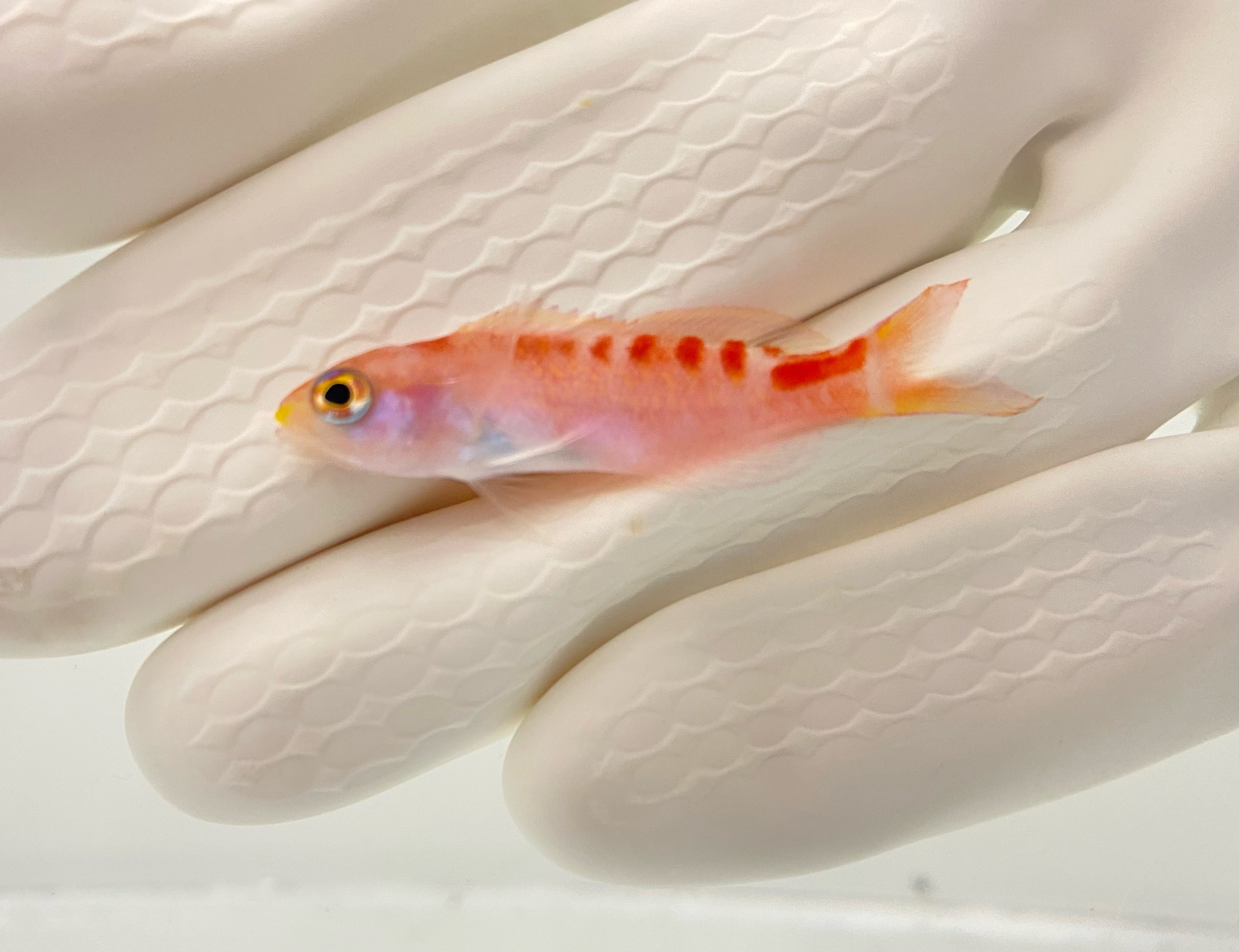 Tiger Lori Anthias (Pseudanthias lori)